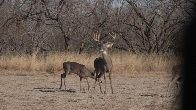 Final Hunts, Trade Shows, and New Product Drops